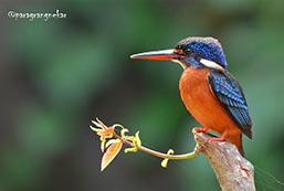 Birdwatching in Goa